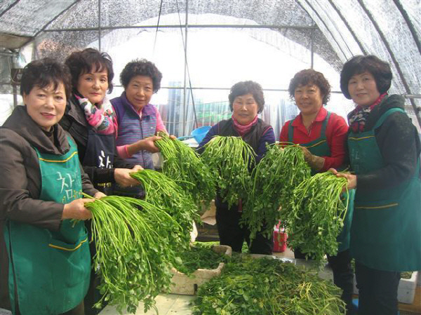 경산육동마을8-미나리