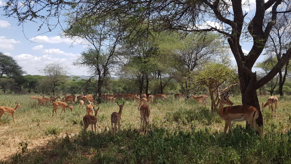 탄자니아타랑기레국립공원
