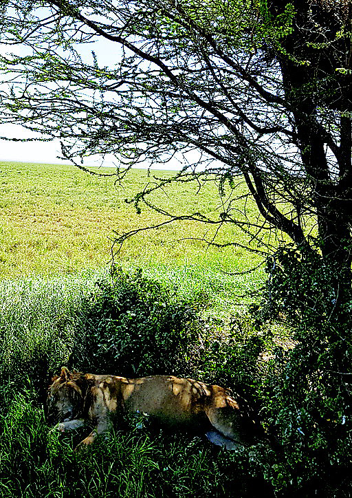 세렝게티-나무아래사자