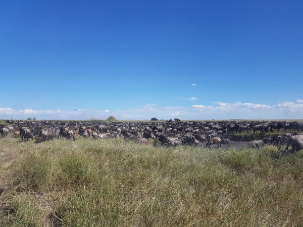 세렝게티-코뿔소