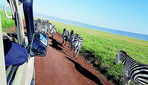 응고롱고로-얼룩말