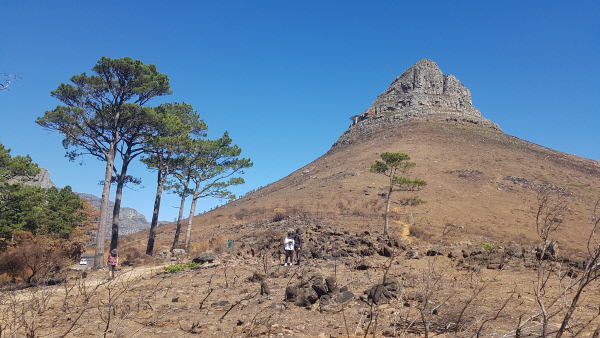 라이온스헤드-1