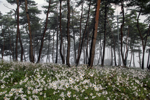 3년전구절초-권상욱-구절초