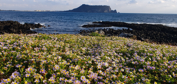 광치기해변의쑥부쟁이