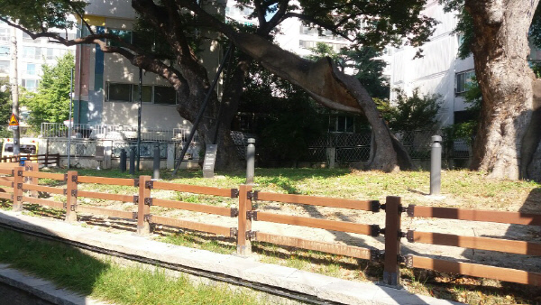 소공원처럼만들어놓은보호수주변