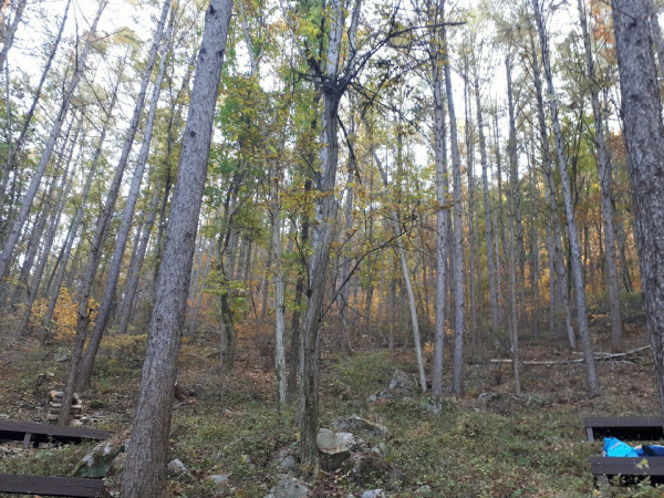 낙엽송곧은등산로길주변