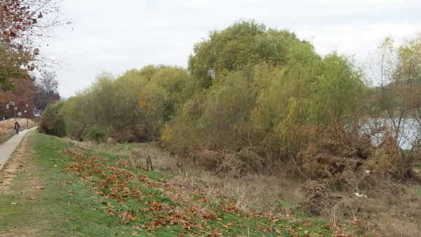 금호강내 버드나무