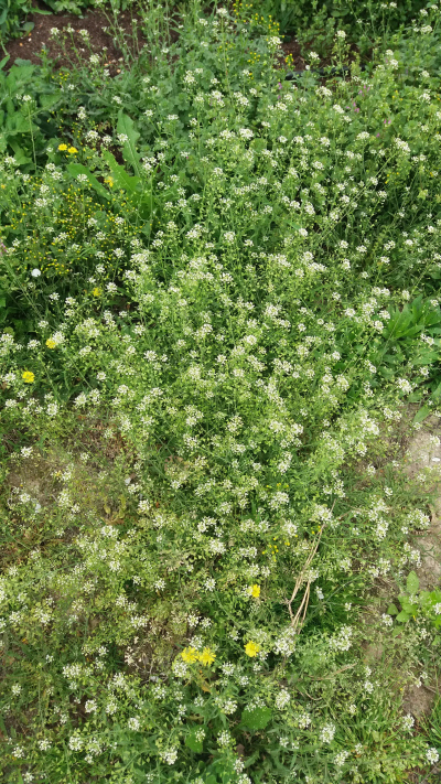 콩다닥냉이풀이흰꽃