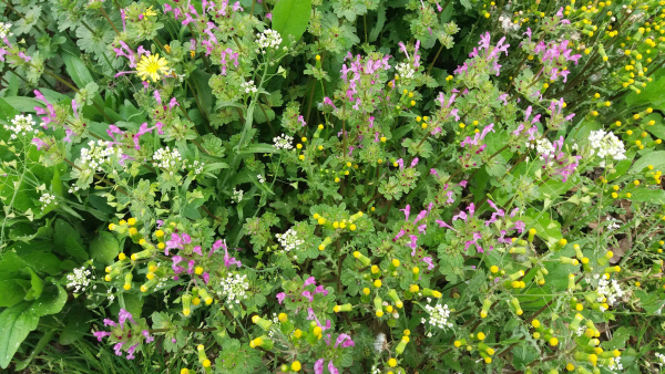 형형색색야생풀꽃-02