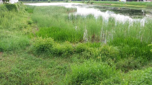 생태계가잘보존된도심습지