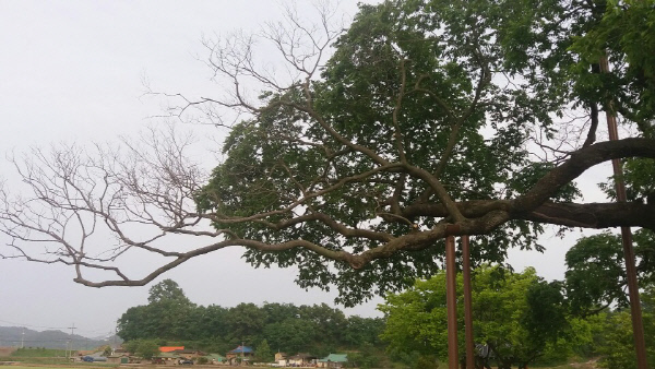 최근의황목근모습