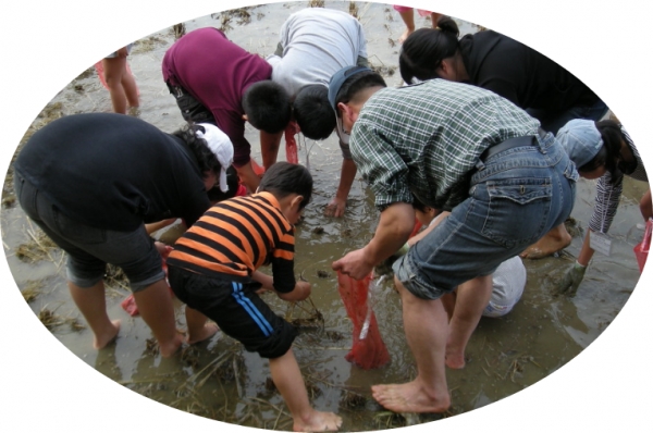 미꾸라지잡기 체험