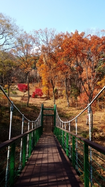 대가야고령생태숲의 가을풍경