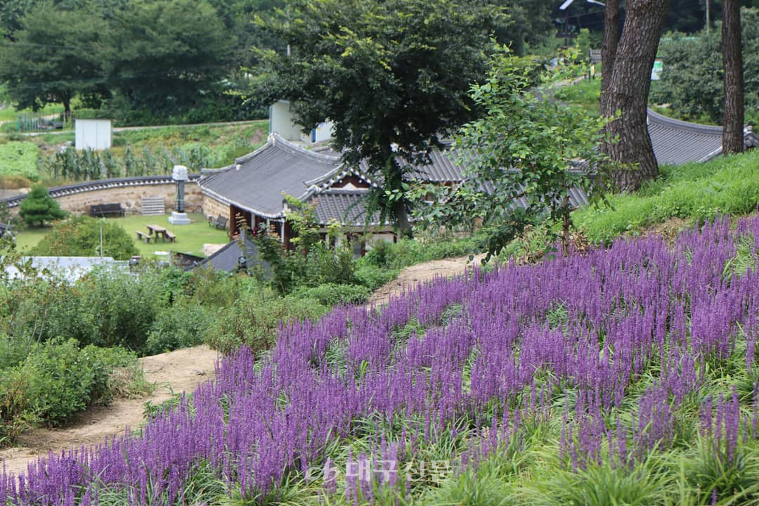 맥문동이 예쁘게 피어있는 언덕 아래로 도봉서당이 보인다.