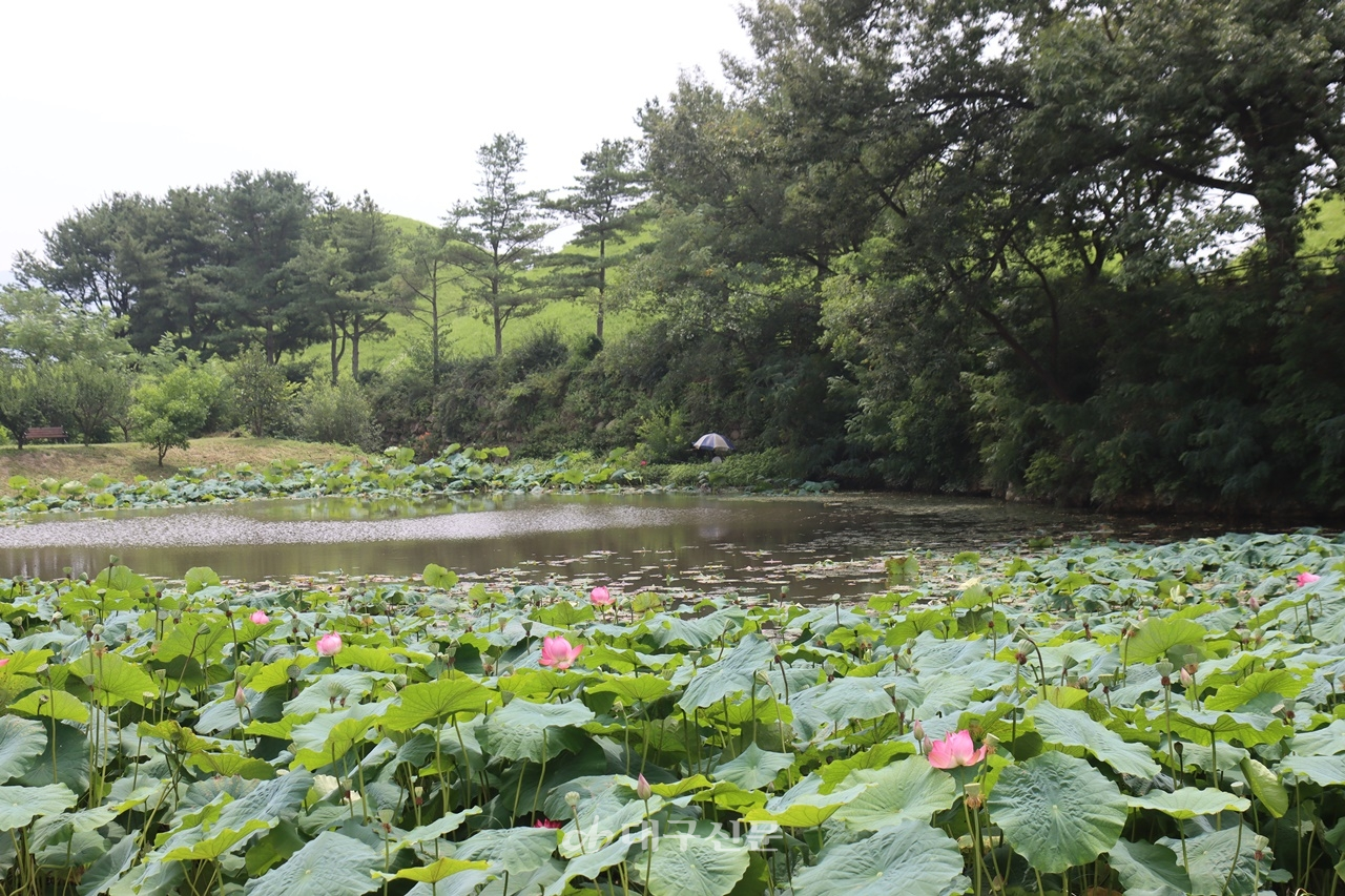 일명 보희연못으로 불리는 샛골못