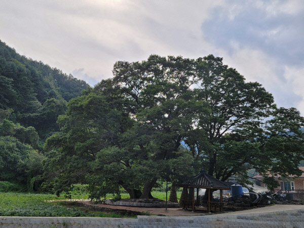 별무리마을-거목