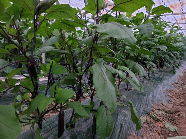 장승배기 마을에서는 가지농사를 많이 짓는다. 가지는 노지와 하우스에서 사시사철 생산된다.