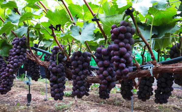 마을이야기-포도