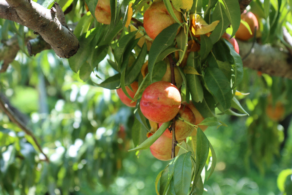 마을이야기-복숭아