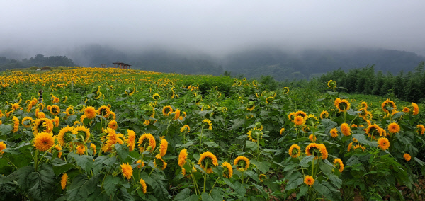 화산마을-해바라기
