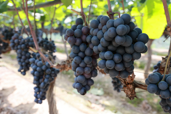 영천마을이야기-포도