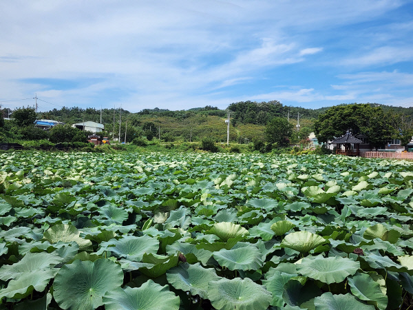 영천마을이야기-연밭