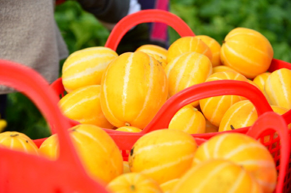 성주마을이야기참외