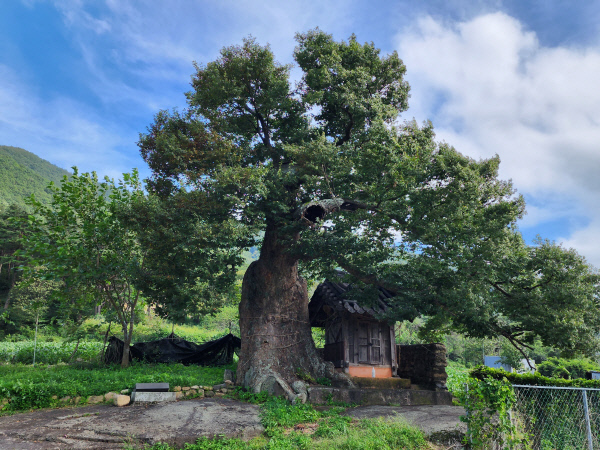 문경희양산마을당산나무