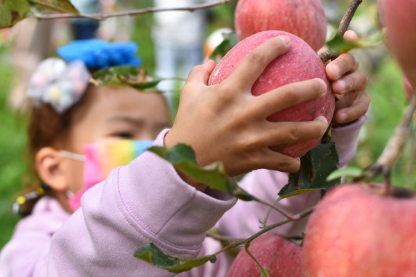 사과따기체험