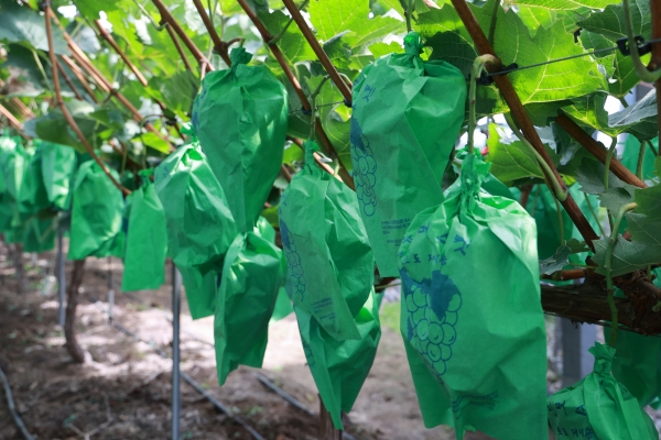 매산 2동에서는 주로 포도와 복숭아 농사를 많이 짓는다. 샤인머스캣은 잘 싸놓은 봉지 안에서 자라고 있다.