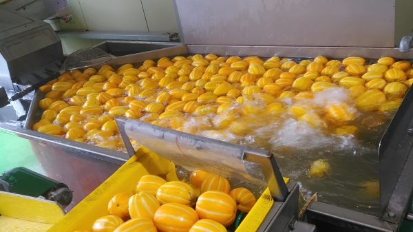 세척 중인 성주참외