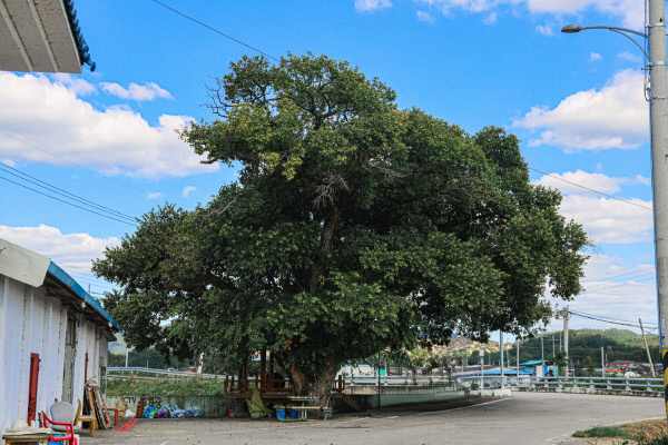 마을입구느티나무