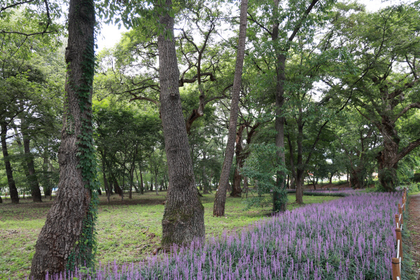 가볼만한곳-오리장림