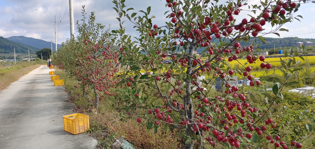마을 제방길을 따라서 사과나무길이 조성되어있다.