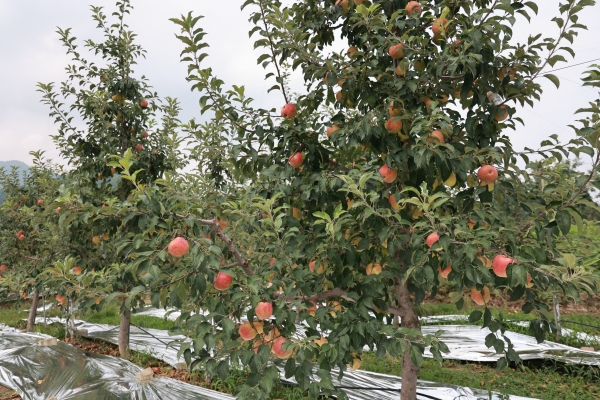 마을의 주수입원 사과