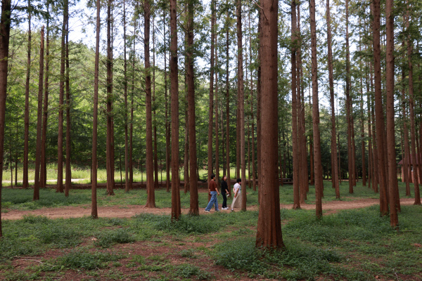 가볼만한곳벌영리메타세쿼이아숲