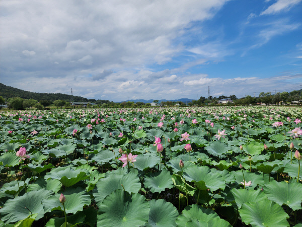 가볼만한곳-금호연지