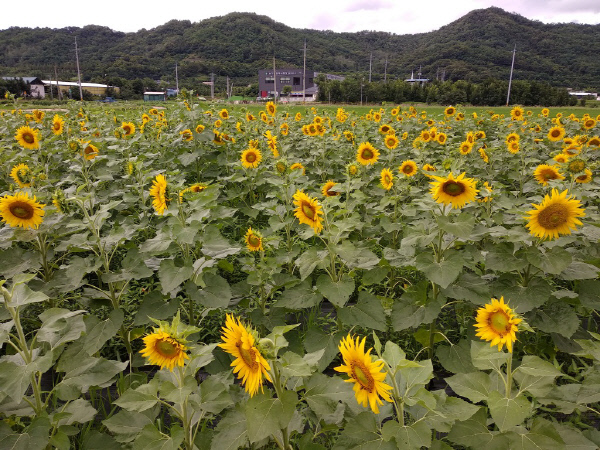 해바라기꽃밭