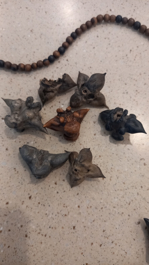 수생식물 마름의 열매들.