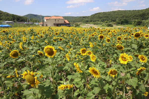 7월초부터 개화를 시작한 암곡해바라기밭은 10월초까지 볼 수 있도록 마을 곳곳에 구획을 나눠 관리한다. 해질무렵 석양과 어우러진 해바라기는 더욱 환상적인 풍경을 만들어준다.