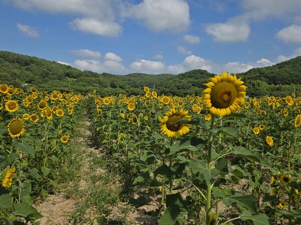 마을주민들이 정성들여 키운 암곡해바라기꽃밭. 