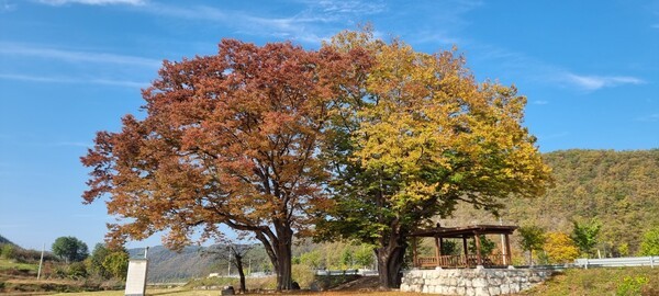 멀리서 보면 한 그루고 가까이서 보면 두 그루인 수령 500년이 넘는 느티나무 주변은 마을 주민들의 휴식과 화합의 장소다. 
