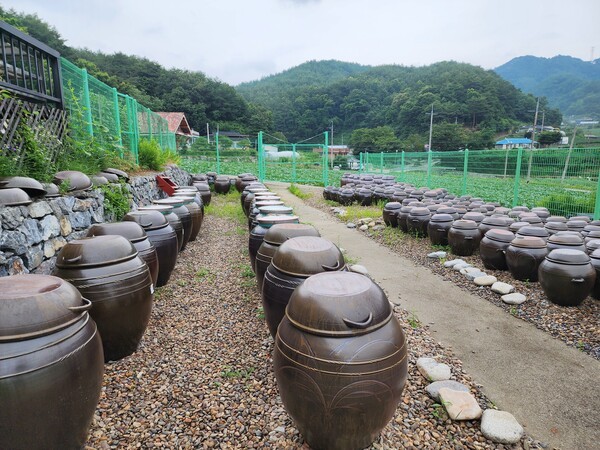 숨쉬는 항아리에 담근 장은 햇볕이 잘 드는 곳에 두고 정성껏 관리 한다.