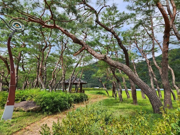 제방 산책로 소나무숲.