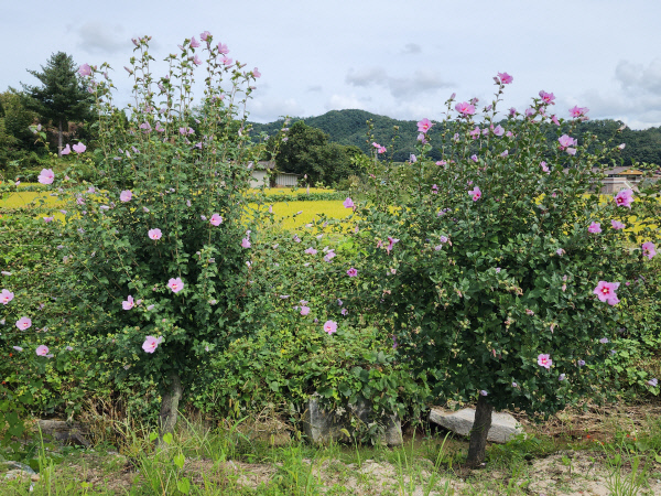 산림청 주최 무궁화명소 공모전에서 수상한 무궁화길.