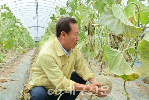 박현국 봉화군수가 본격 출하를 앞둔 멜론을 살펴보고 있다.