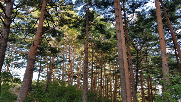 울진금강송산지농업시스템-세계중요농업유산등재