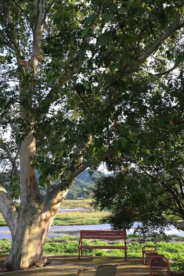 안림천 주변으로 산책을 해도 좋다.