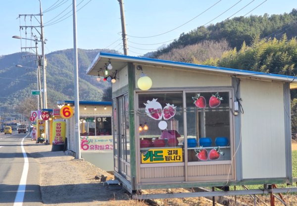 딸기수확철이 되면 도로가 딸기직판장에서 잘 익은 딸기를 판매한다. 고령군제공