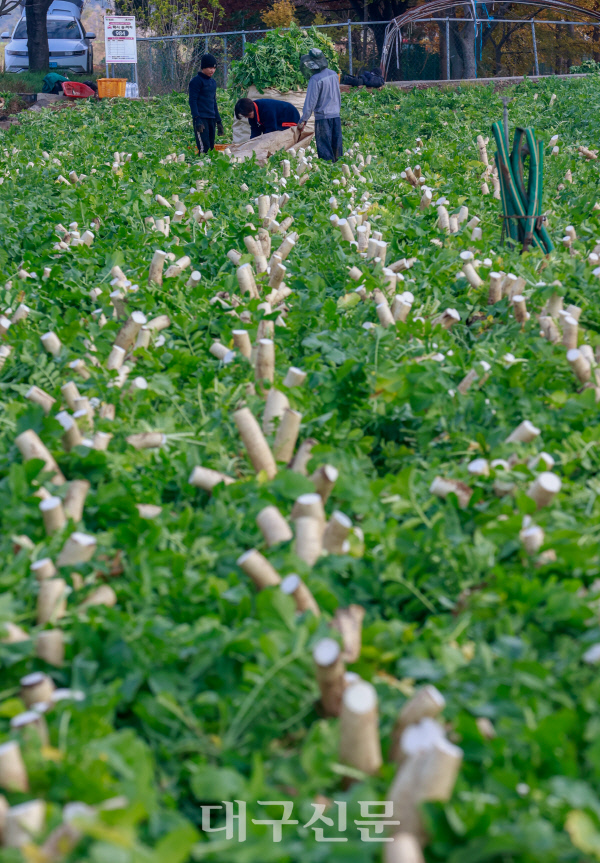 단무지 수확, 분주한 농민